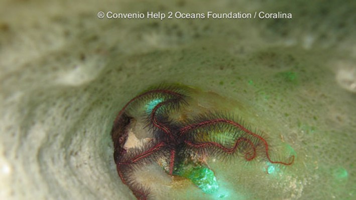 Brittle stars (10)